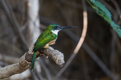 Rufous-tailed jacamar