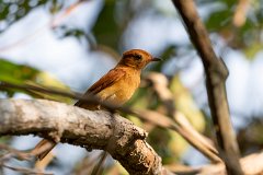 Rufous casiornis