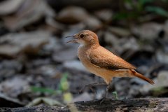 Rufous hornero