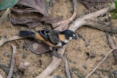 Rusty-collared seedeater