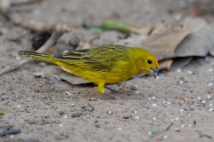 Saffron finch