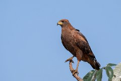 Savanna hawk