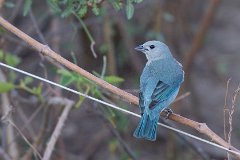 Sayaca tanager