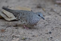Scaled dove