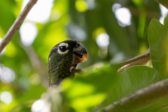 Scaly-headed parrot