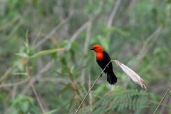 Scarlet-headed blackbird