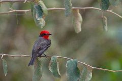 Scarlet flycatcher