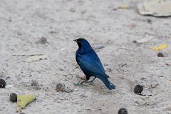 Shiny cowbird