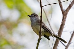 Short-crested flycatcher