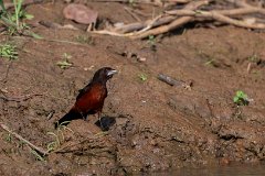 Silver-beaked tanager