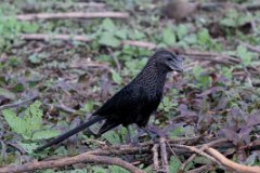 Smooth-billed ani