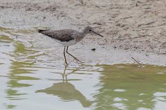 Solitary sandpiper