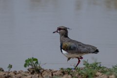 Southern lapwing
