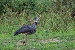 Southern screamer