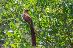 Squirrel-tailed cuckoo