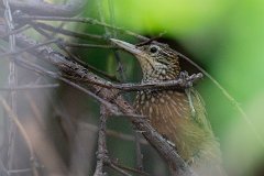 Straight-billed woodcreeper