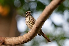 Streaked flycatcher