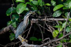 Striated heron