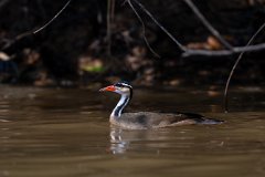 Sun grebe