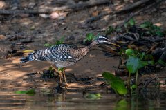 Sunbittern