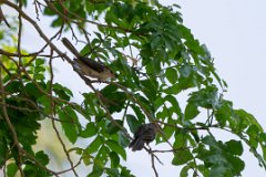 Thrush-like wren