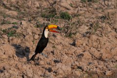 Toco toucan