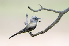Tropical kingbird