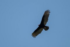 Turkey vulture