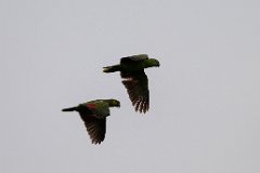 Turquoise-fronted parrot