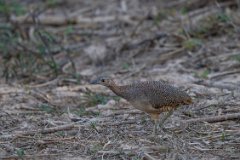 Undulated tinamou