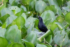 Unicolored blackbird