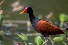 Wattled jacana