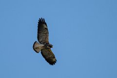 White-tailed hawk