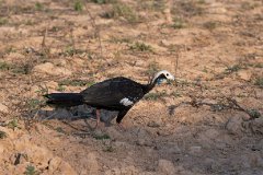 White-throated piping guan