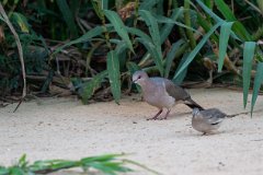 White-tipped dove