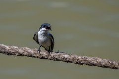 White-winged swallow