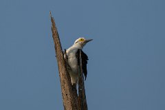 White woodpecker