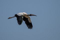 Wood stork