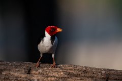 Yellow-billed cardinal