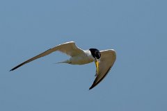 Yellow-billed tern