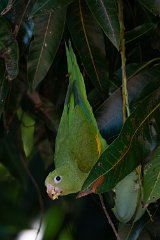 Yellow-chevroned parakeet