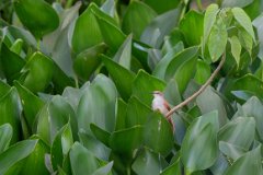 Yellow-chinned spinetail