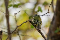 Yellow-olive flatbill