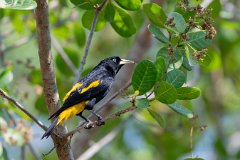 Yellow-rumped cacique