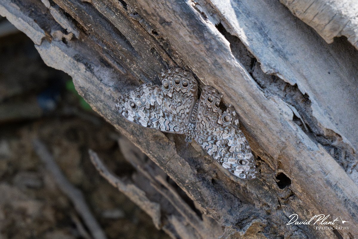 DPP - Pantanal - Gray cracker, Hamadryas februa - A.jpg - Gray cracker, Hamadryas februa - Pantanal, Brazil