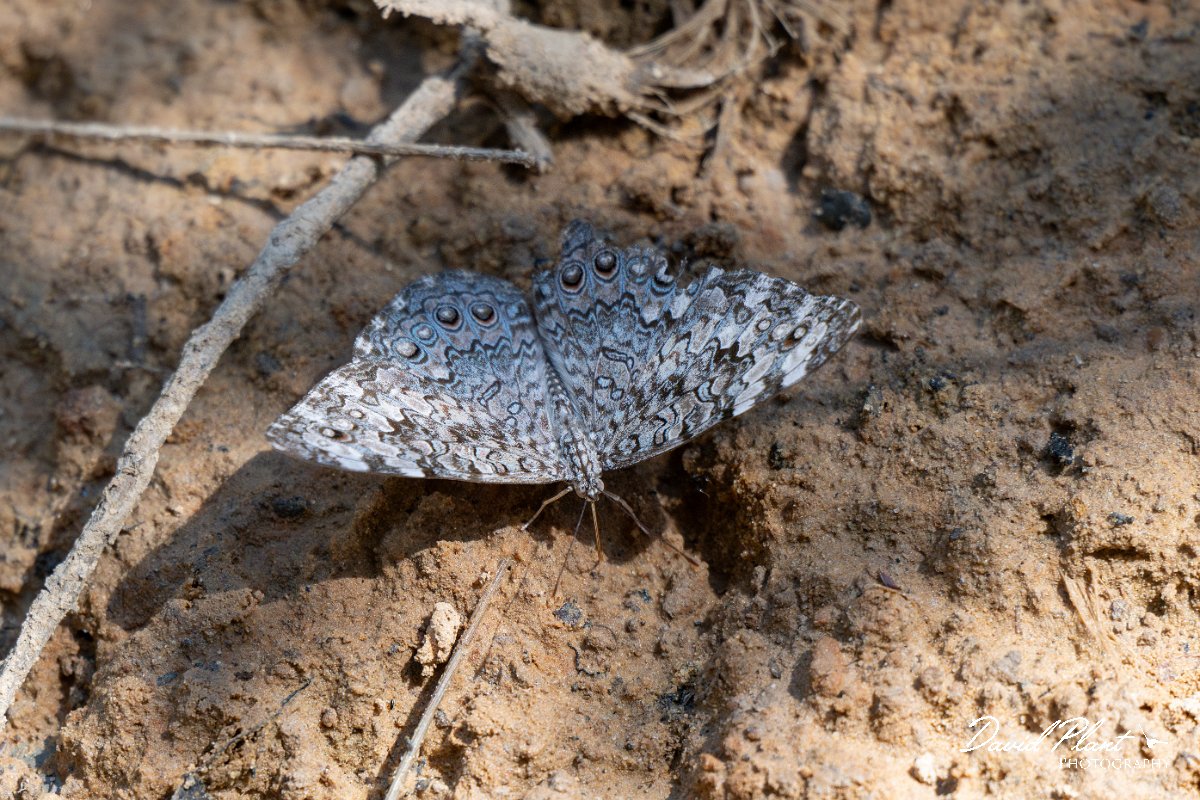 DPP - Pantanal - Gray cracker, Hamadryas februa - B.jpg - Gray cracker, Hamadryas februa - Pantanal, Brazil