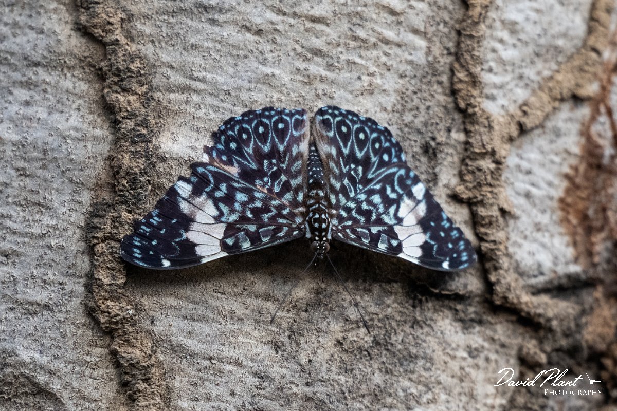 DPP - Pantanal - Red cracker, Hamadryas amphinome - A.jpg - Red cracker, Hamadryas amphinome - Pantanal, Brazil