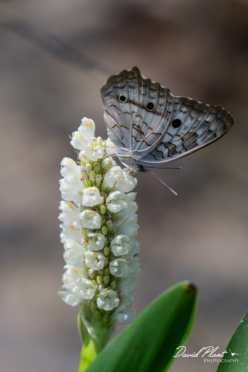 DPP - Pantanal - White peacock, Anartia jatrophae - B.jpg - White peacock, Anartia jatrophae - Pantanal, Brazil