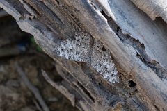 DPP - Pantanal - Gray cracker, Hamadryas februa - A