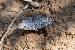 DPP - Pantanal - Gray cracker, Hamadryas februa - B